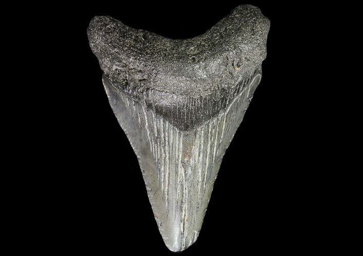 Juvenile Megalodon Tooth - South Carolina #74249